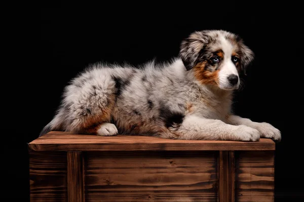 Cute Funny Puppy Australian Shepherd Shows Tongue Australian Shepherd Dog — Stock Photo, Image