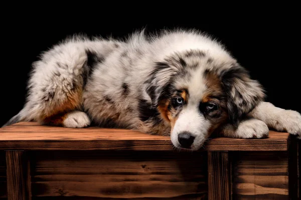 Yavru Avustralya çoban köpeği stüdyoda siyah arka planda izole edildi. Avustralya çoban köpeği mavi köpek portresi