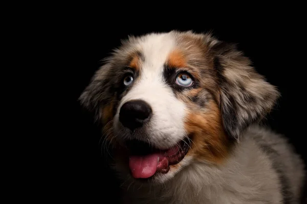 Cute Puppy Australian Shepherd Dog Isolated Black Background Studio — Stock Photo, Image