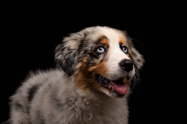 Welpe Australian Shepherd Hund Zeigt Zunge Isoliert Auf Schwarzem Hintergrund lizenzfreie Stockfotos