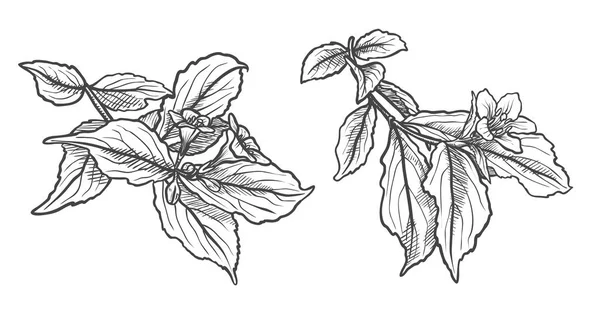 インク、鉛筆、葉および分離されたリンゴの花。ライン アートの透明な背景。手には、自然の絵画が描かれました。着色のためのフリーハンドのスケッチ図 — ストックベクタ