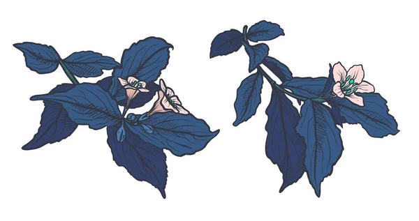 Les feuilles bleues et les fleurs de ppink isolées. sur fond transparent art couleur blanche. Peinture de nature dessinée à la main. Illustration de croquis à main levée — Image vectorielle