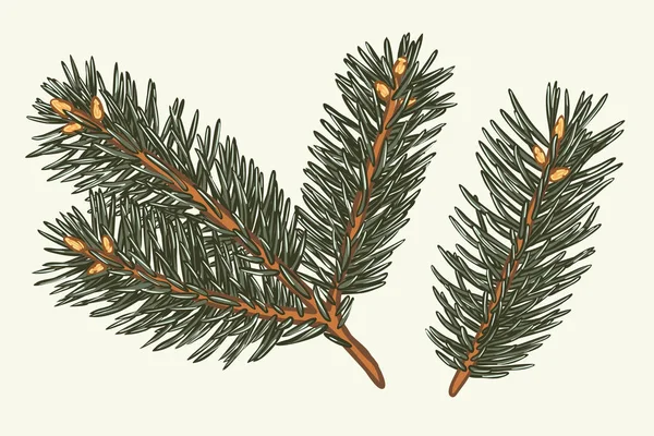 Grön lummig Gran gren. FIR grenar samling isolerade på vit bakgrund. vektorillustration av jul eller nyår träd designelement för hälsar och försäljning kort — Stock vektor