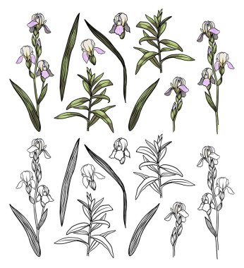 Vektör renkli el çizilmiş süsen çiçek vektör kızlar, erkekler için tasarım için ayarlayın. Kartı ve çıkartmaları için komik Amblemler. Moda stil. Renk ve beyaz arka plan üzerinde izole anahat