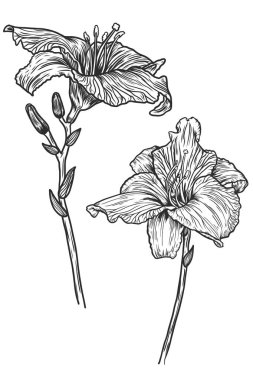 Lily çiçekler öğeleri anahat ile vektör çizim çiçek el çekilmiş. Botanik sanat. Kartı ve çıkartmaları için komik Amblemler. Moda stil. Renkli parlak Ambalaj Kağıt üzerinde beyaz izole