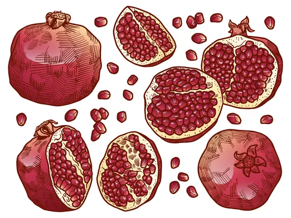 Zestaw świeże i soczyste granatu nasion. kontur ręcznie rysowane ilustracja kolorowy na białym tle. Doodle ilustracje zdrowej żywności dla wystrój wzór karty — Wektor stockowy