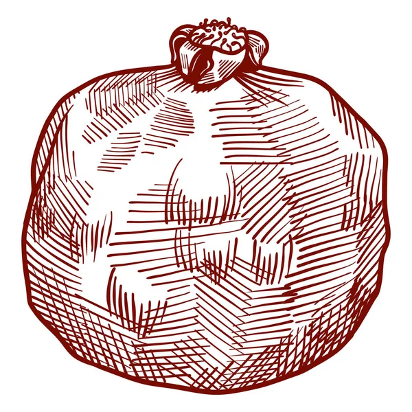 Granada fresca y jugosa con semillas. contorno ilustración de línea dibujada a mano aislada sobre fondo blanco. Doodle ilustraciones de alimentos saludables para la tarjeta de diseño de la decoración — Vector de stock