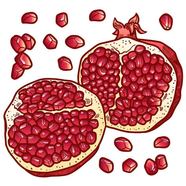 Granada fresca y jugosa con semillas. ilustración de línea dibujada a mano a color aislada sobre fondo blanco. Doodle ilustraciones de alimentos saludables para la tarjeta de diseño de la decoración — Vector de stock