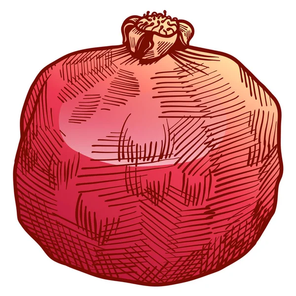 Granada fresca y jugosa con semillas. ilustración de línea dibujada a mano a color aislada sobre fondo blanco. Doodle ilustraciones de alimentos saludables para la tarjeta de diseño de la decoración — Vector de stock