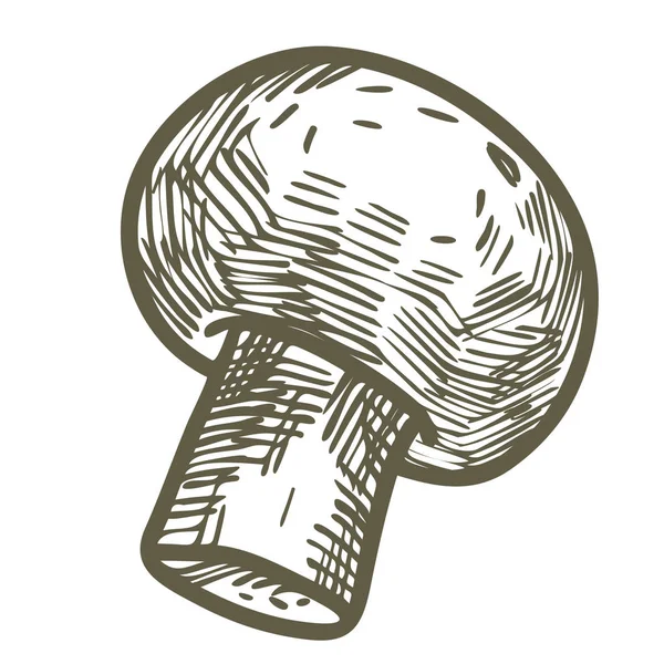 Ręcznie rysowane ilustracja styl szkic champignon skład grzyb ikona. Wektor ikon dla web design. Gospodarstwo świeże jedzenie na białym tle. Doodle stylu grzyb — Wektor stockowy