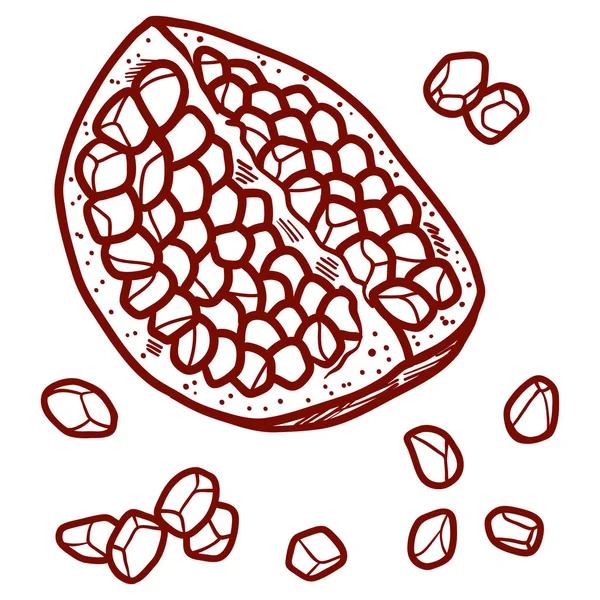 Świeże i soczyste granatu nasion. ilustracja kontur kwiecisty linia na białym tle. Doodle ilustracje zdrowej żywności dla wystrój wzór karty — Wektor stockowy