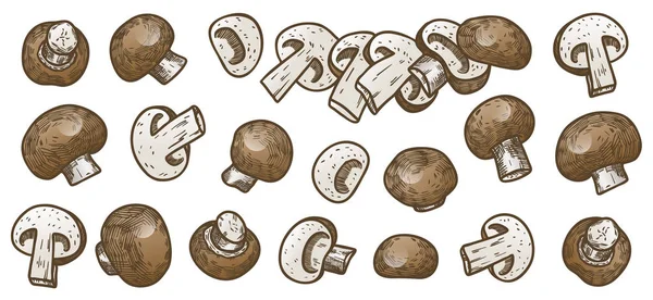 Ilustración dibujada a mano estilo de boceto champiñón conjunto de iconos de composición de setas. Iconos vectoriales para el diseño web. Granja de alimentos frescos aislados sobre fondo blanco. Champiñones estilo Doodle — Archivo Imágenes Vectoriales