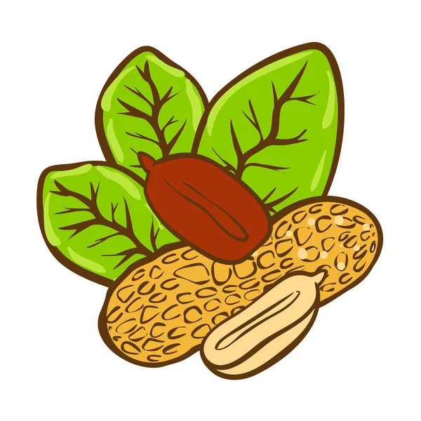 Erdnussbutter-Doodle-Vektorsymbol. Cartoon-Illustration des Erdnuss-Symbols für Webdesign. Handgezeichnete Embleme und Etiketten auf weißem Untergrund — Stockvektor