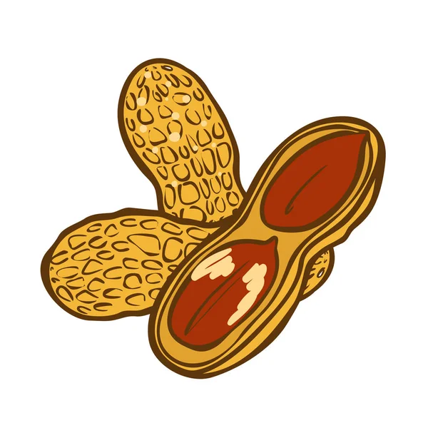 Значок вектора с арахисовым маслом. Карикатурная иллюстрация значка из арахиса для веб-дизайна. Орехи ручной работы эмблемы и этикетки выделены на белой спинке — стоковый вектор