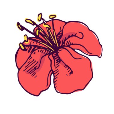 Hibiscus kırmızı çiçek rengi el çizimi