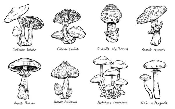 Uppsättning skogstyper av giftiga svampar samling, ätliga och oätliga boletus i retro skiss stil. Alla delar är isolerade — Stock vektor