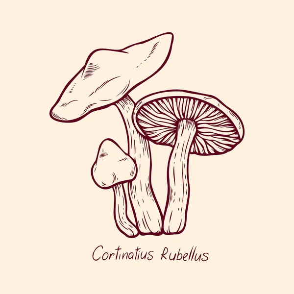 Trujący leśny grzyb Cortinatius Rubellus jadalny i niejadalny boletus w szkicu retro. Element izolowany na białym — Wektor stockowy