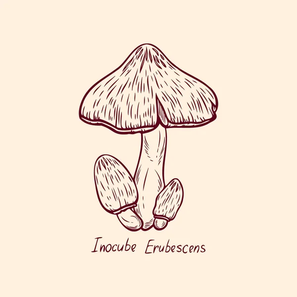 Лесной ядовитый гриб Inocube Erubescens съедобный и несъедобный boletus in retro sketch. Элемент изолирован на белом — стоковый вектор