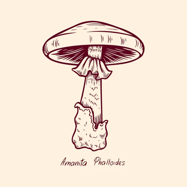 Лесной ядовитый гриб Amanita Phalloides съедобный и несъедобный boletus в ретро эскизе. Элемент изолирован на белом — стоковый вектор