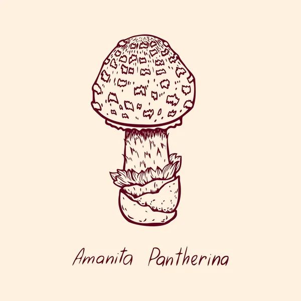 Лесной ядовитый гриб Amanita Pantherina съедобный и несъедобный boletus в ретро эскизе. Элемент изолирован на белом — стоковый вектор