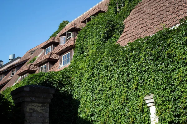 Sarmaşıklı eski çatı