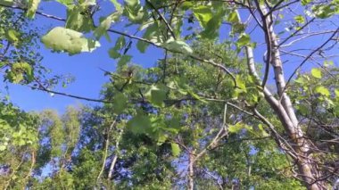 Mayıs böceği uçuş. Genç yeşil ağaç.