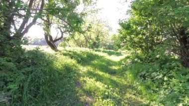 Yeşil çalılar dışında güneş ışığına gidiyor.