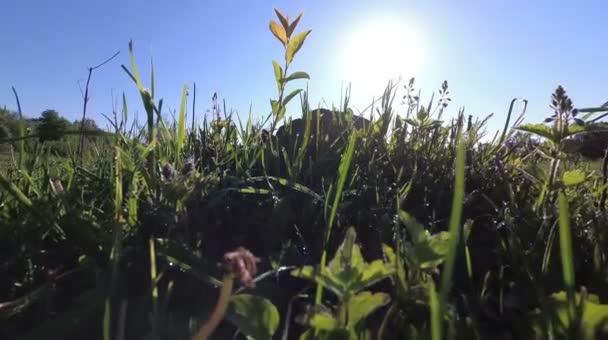 Diente de león amarillo primavera campo. caminar en un prado . — Vídeos de Stock