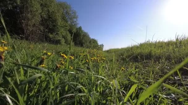 Primavera de campo de dente-de-leão amarelo. andar em um prado . — Vídeo de Stock