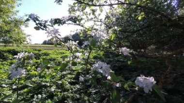 Yeşil çalılar dışında güneş ışığına gidiyor.