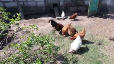 tavuk hapiste gidin. ülke tavuk ev.