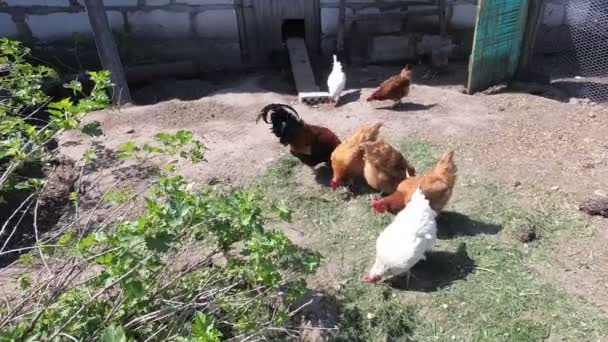Kycklingarna Går Pennan Land Hönshus — Stockvideo
