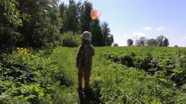 Хлопчик Ловить Метеликів Сіткою Лузі — стокове відео