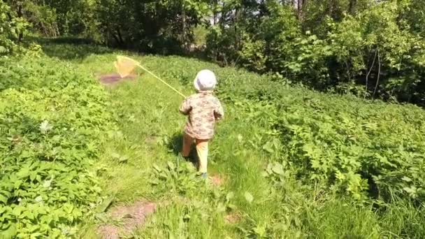 男孩捉住蝴蝶与网在草甸 — 图库视频影像