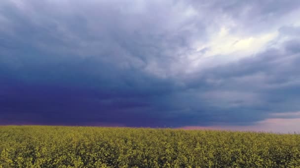 Campo verde amarelo contra um fundo de nuvens de trovão . — Vídeo de Stock