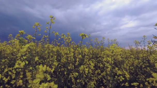 Feld Grün Gelb Vor Dem Hintergrund Von Gewitterwolken — Stockvideo