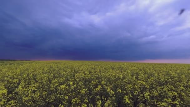 Campo Verde Amarelo Contra Fundo Nuvens Trovão — Vídeo de Stock