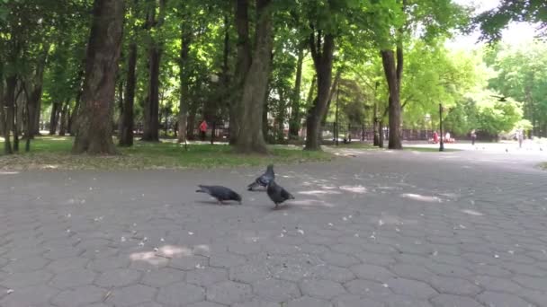 城市鸽子在人行道上的公园里觅食 — 图库视频影像