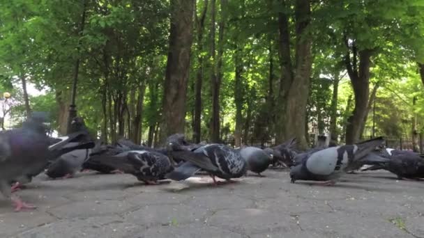 Stadttauben Füttern Park Auf Dem Bürgersteig — Stockvideo