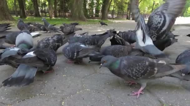 城市鸽子在人行道上的公园里觅食 — 图库视频影像