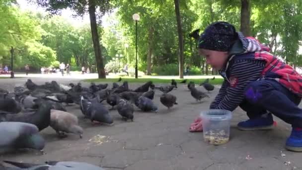 Garçon Nourrit Les Pigeons Ville Dans Parc Sur Trottoir — Video