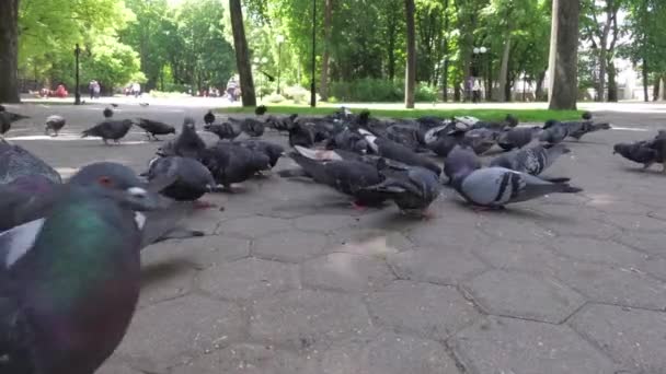 Pigeons Ville Nourrissent Dans Parc Sur Trottoir — Video