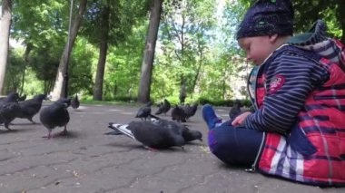 çocuk Park Şehir güvercinleri kaldırımda beslenir..