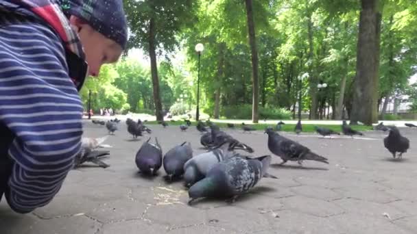 Çocuk Park Şehir Güvercinleri Kaldırımda Beslenir — Stok video