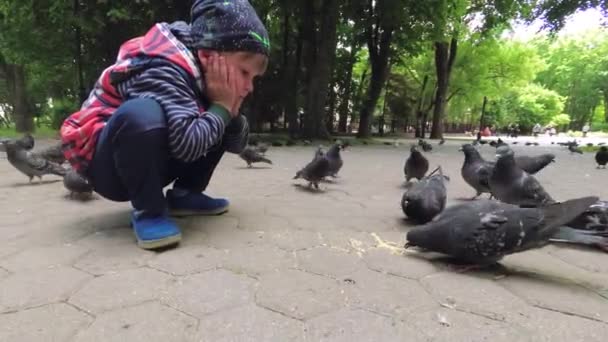 Boy Živí Městské Holuby Parku Chodníku — Stock video