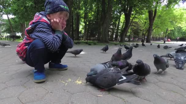 男孩饲料城市鸽子在公园在人行道上 — 图库视频影像