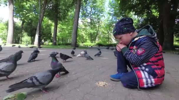 男孩饲料城市鸽子在公园在人行道上 — 图库视频影像