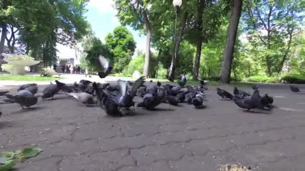 Niño Alimenta Palomas Ciudad Parque Acera — Vídeos de Stock