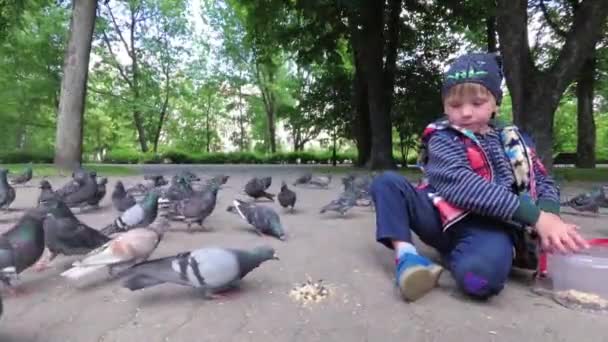 Niño Alimenta Palomas Ciudad Parque Acera — Vídeos de Stock