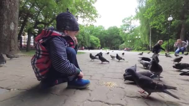 Niño Alimenta Palomas Ciudad Parque Acera — Vídeos de Stock